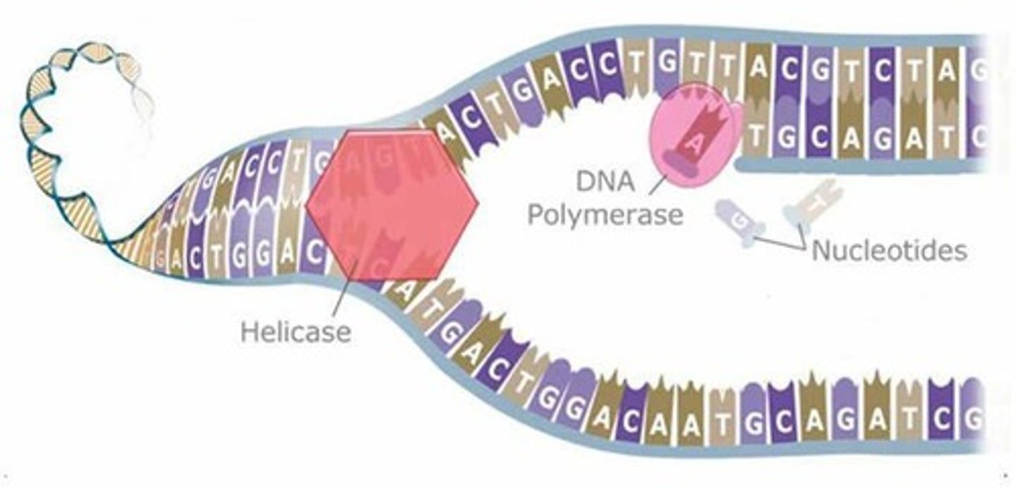 <p>DNA helicase (H = cuts in HALF)</p>