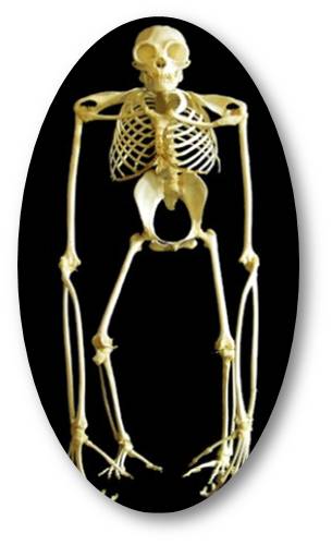 <ul><li><p><span>Torso&nbsp;is broad&nbsp;from side-to-side and shallow from front-to-back.</span></p></li><li><p><span>Short torso has fewer lumbar vertebrae and does not end in a tail (NO caudal vertebrae).</span></p></li><li><p><span>Shoulder joint is pushed out to&nbsp;the side of the torso and this shoves the shoulder blade onto the back of the torso.</span></p></li></ul><p></p>