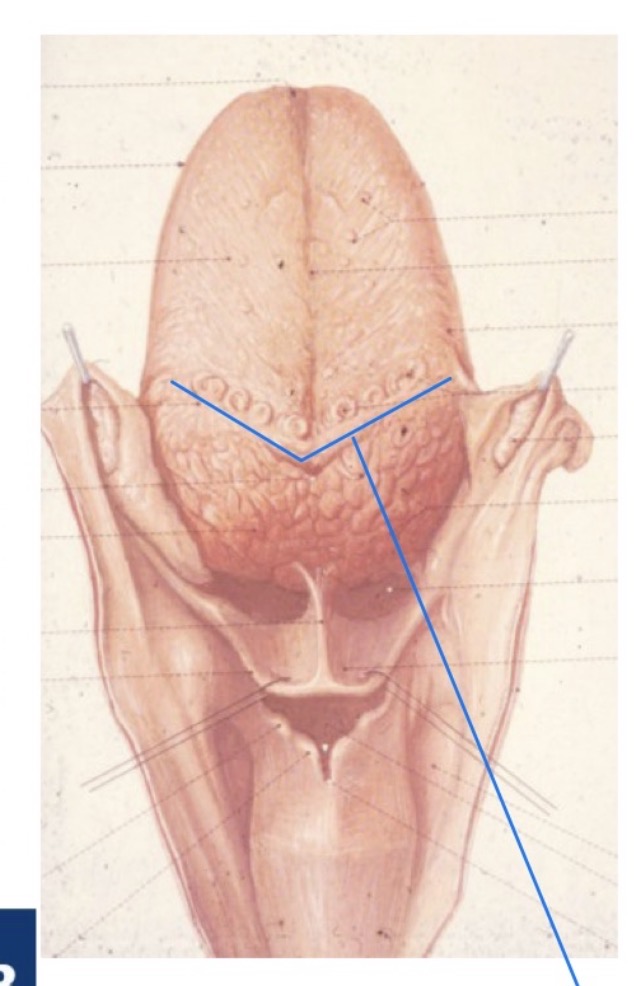 <p>• Série de papilles formant un V qui délimite la partie endodermique et ectodermique de la langue</p>