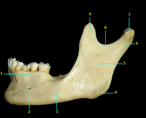 <p>Name #3</p>
