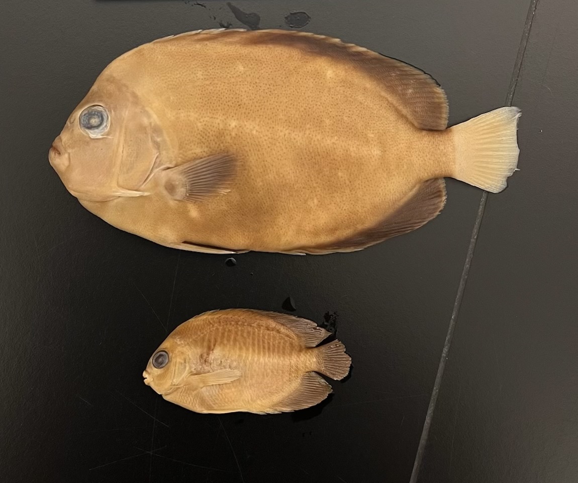 <p>Angelfishes</p>