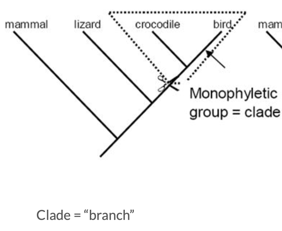 <p>triangle cut on a phylogenetic tree at the end; clade</p>