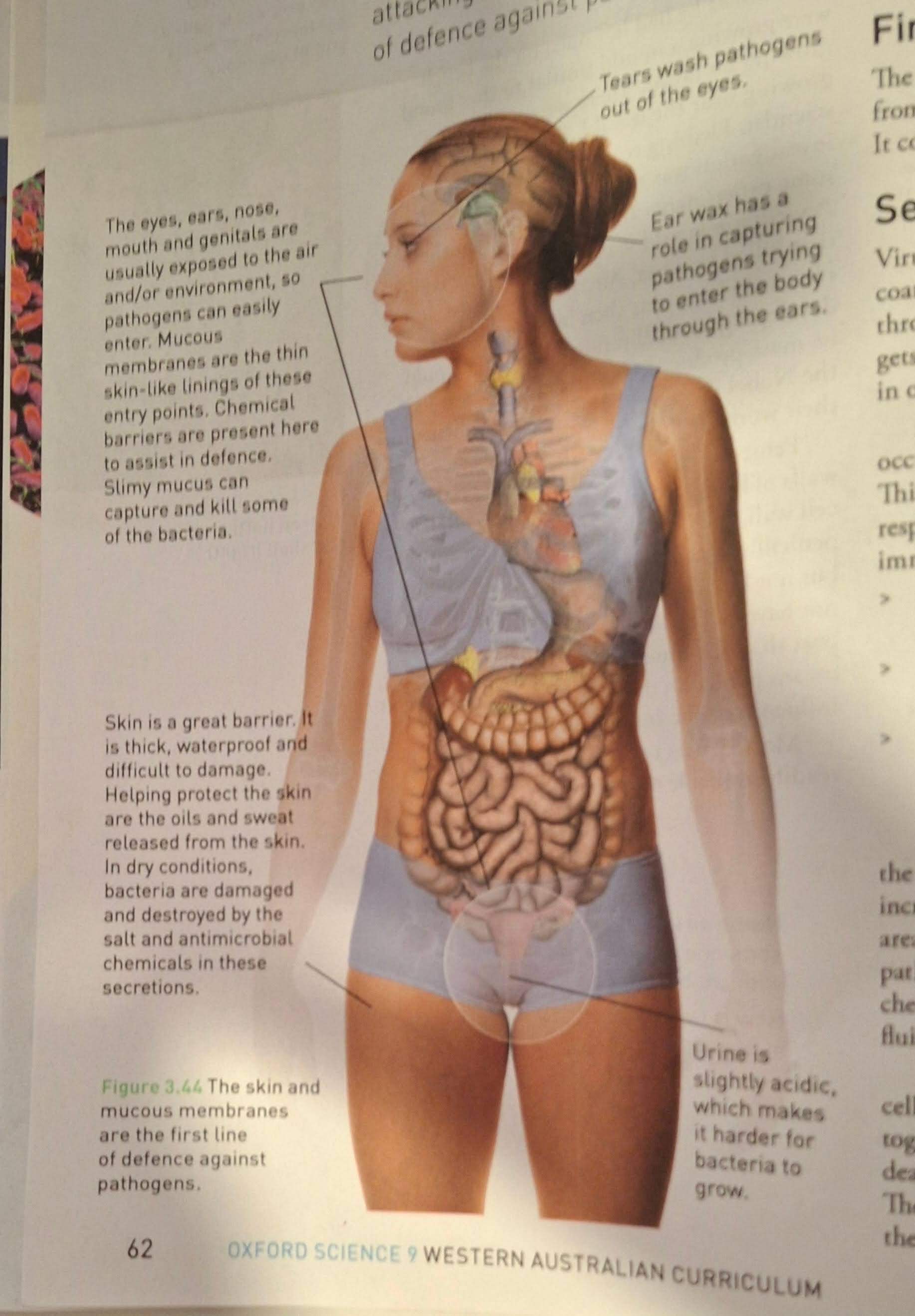 <p>Stop the pathogen from getting into your body. It consists of the skin and mucous membrane. </p><p></p>