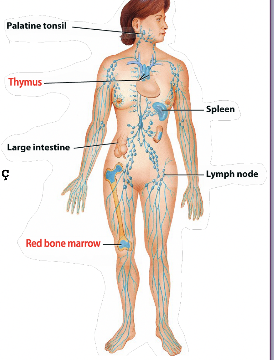 <p>encapsulated- bone marrow, lymph nodes, spleen, thymus</p><p>non-encapsulated- tonsils</p>