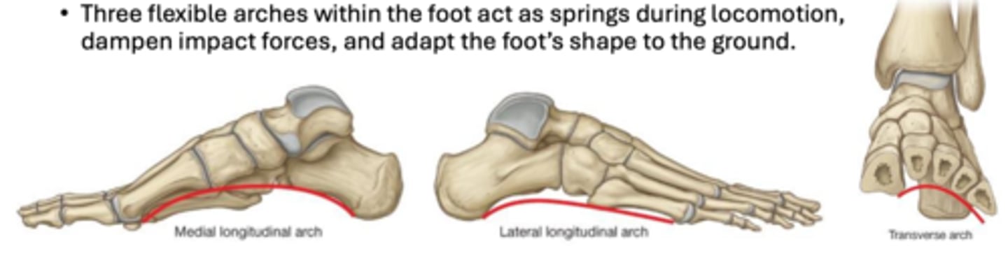 <p>Medial longitudinal, lateral longitudinal, transverse</p><p>Fallen arch= Flat feet (pes planus) can result in foot pain, eversion injuries, and pain in structures compensating for altered gait</p>