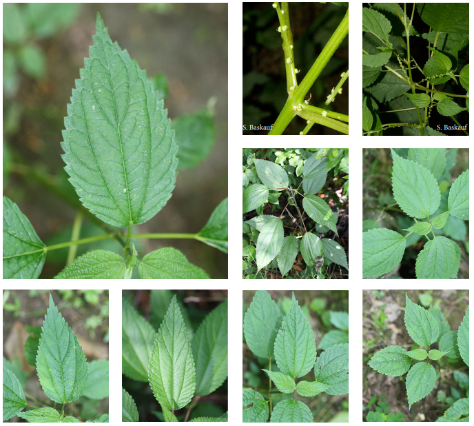 <p>fasle nettle </p>