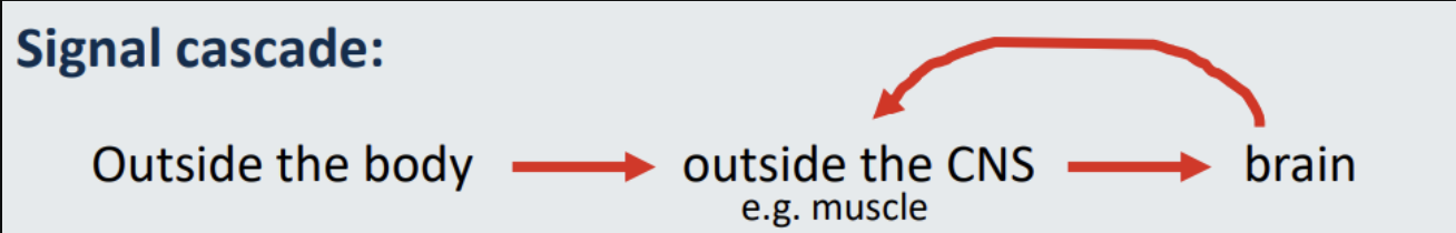 <p><strong>Signal cascade:</strong></p><ul><li><p>Outside the body →Outside the CNS (e.g. muscle) → brain → back to outside the CNS</p></li></ul><p></p>