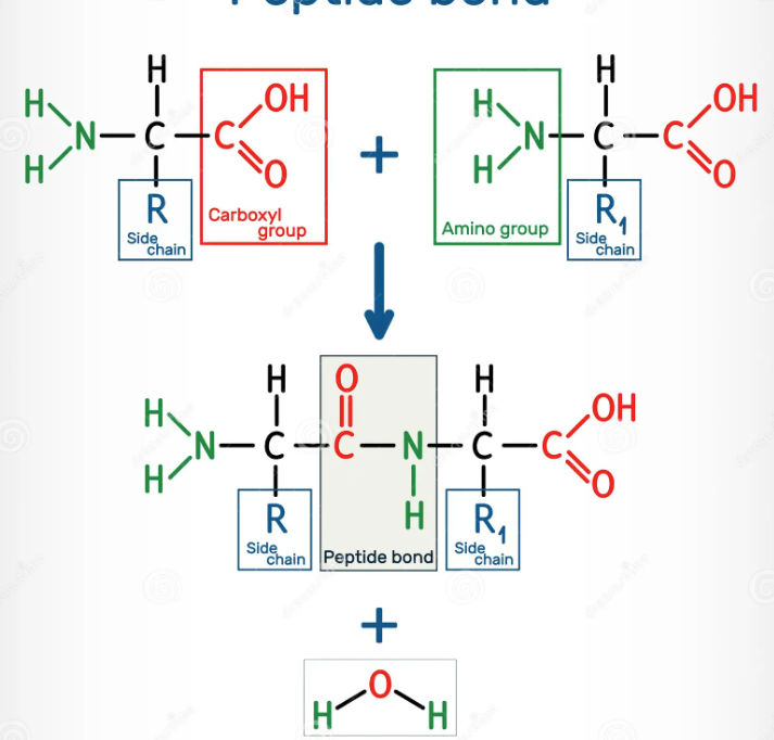 <p>Amine group, side chain, carboxyl group</p><p><mark data-color="blue" style="background-color: blue; color: inherit">Condensation reaction </mark>links together two amino acids </p><p>When this occurs with 3 or more amino acids, it forms a polypeptide</p>