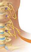 <p><span>C1-C5 supplies neck and phrenic nerve to the diaphragm</span></p>