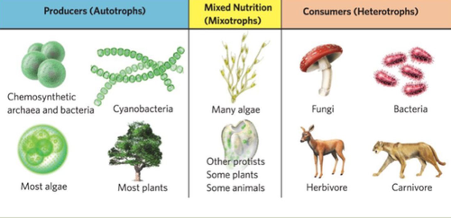 <p>Organisms can be classified based on their sources of energy</p>
