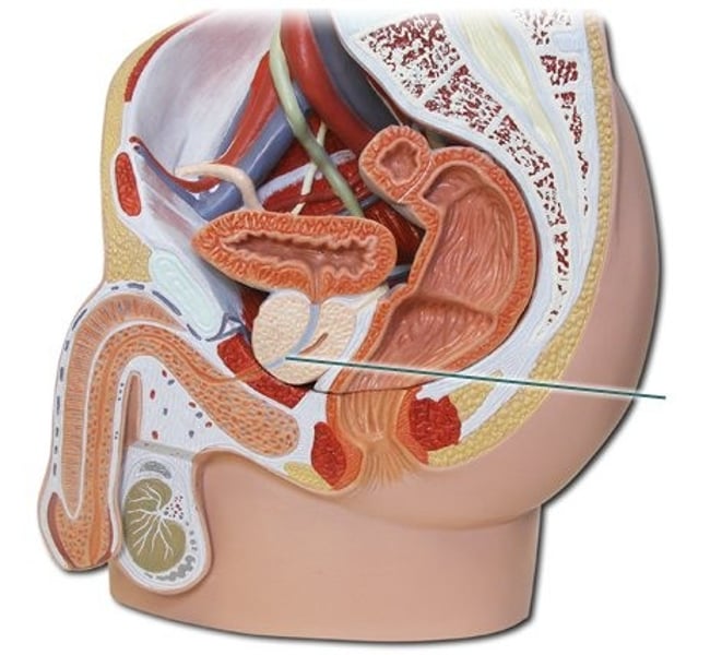 <p><strong>Alkaline buffer and mucus that protects sperm</strong> against acidic environments in the urethra and vagina</p>