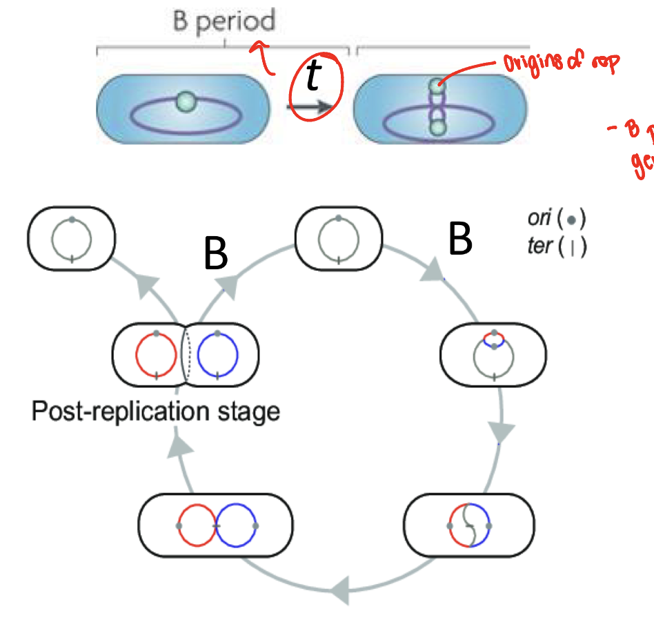 <p>time between cytokineses and initiation of chromosome replication</p>