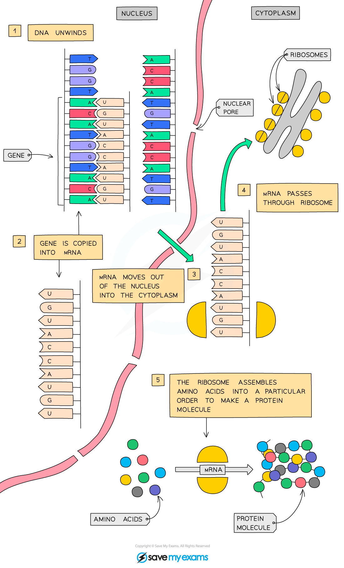 knowt flashcard image