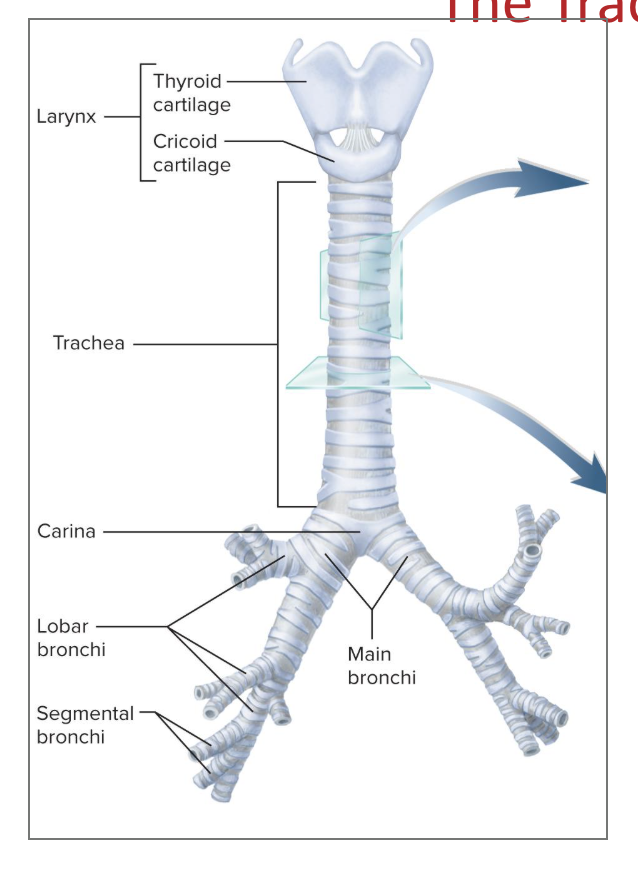 <p>the trachea branches off at the level of sternal angle to form the main bronchi</p><ul><li><p>the ridge between the left and right bronchi forms the <strong>carina</strong></p></li></ul><p></p>