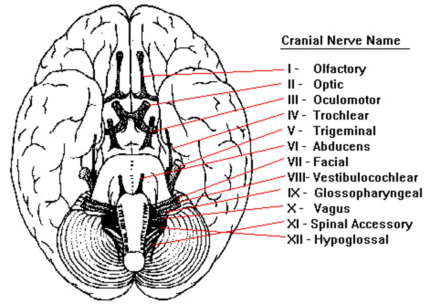 <p>CN I: Olfactory (Sensory)</p><p>CN II: Optic (Sensory)</p><p>CN III: Oculomotor (Motor)</p><p>CN IV: Trochlear (Motor)</p><p>CN V: Trigeminal (Both)</p><p>CN VI: Abducens (Motor)</p><p>CN VII: Facial (Both)</p><p>CN VIII: Vestibulocochlear (Sensory)</p><p>CN IX: Glossopharyngeal (Both)</p><p>CN X: Vagus (Both)</p><p>CN XI: Accessory (Motor)</p><p>CN XII: Hypoglossal (Motor)</p><p>OOOTTAFVGVAH "Oh oh oh, to touch and feel"</p><p>SSMMBMBSBBMM "Some say marry money..."</p>