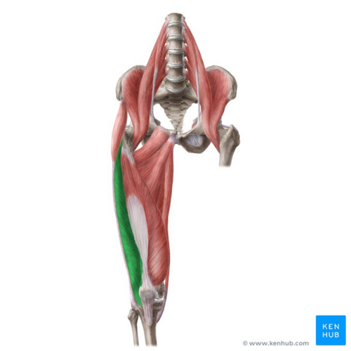 <p>Extends the knee; palpable on the lateral side</p>