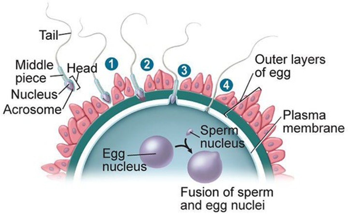 <p>Process where sperm and egg unite.</p>