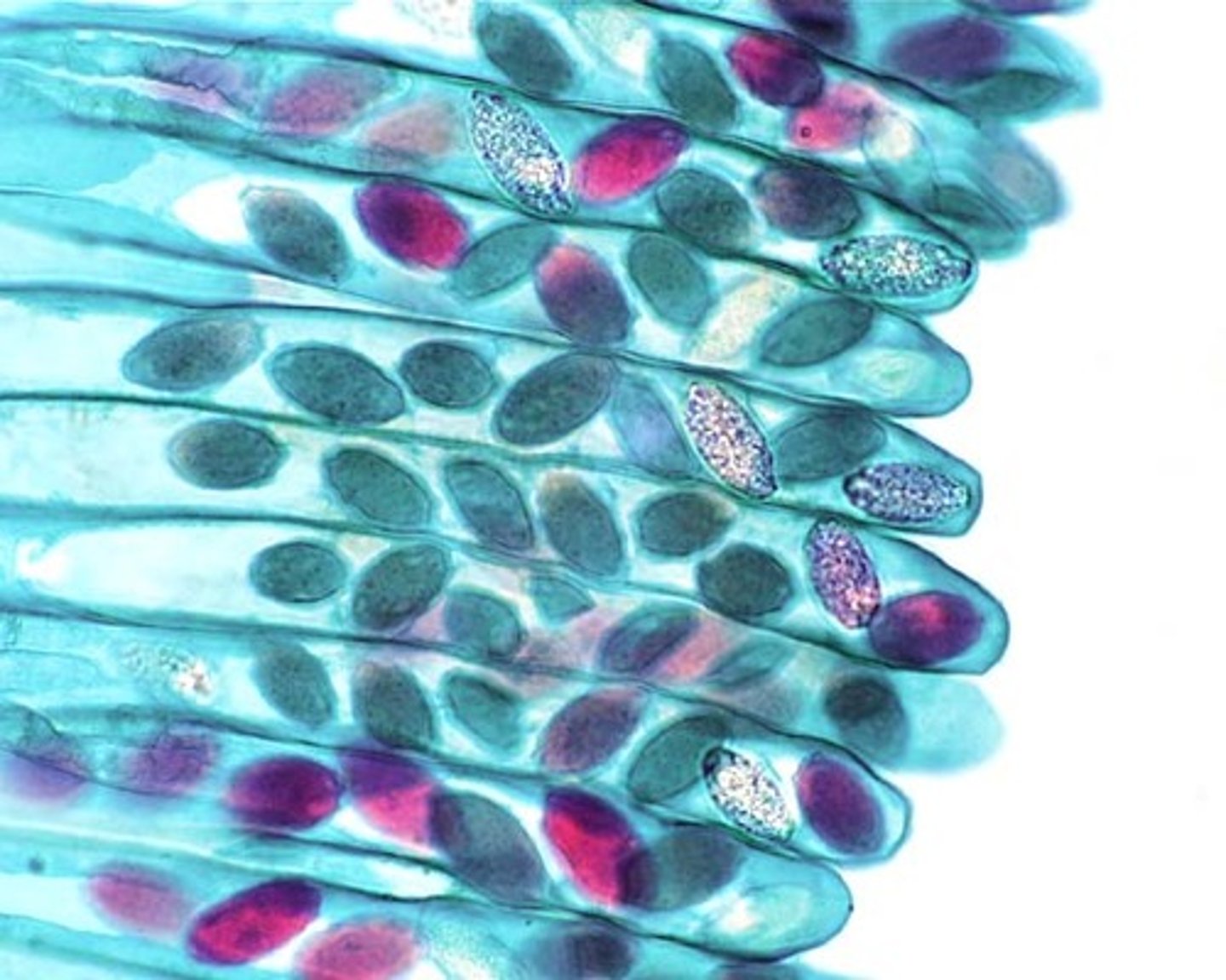 <p>haploid spore produced within the ascus of ascomycetes</p>