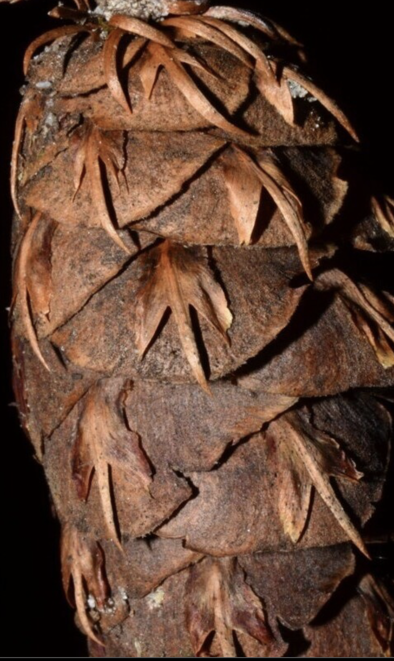 <p>identify by cone</p>