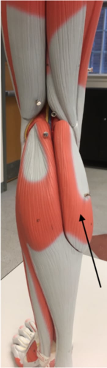 <p>medial</p><p>deep to lateral head</p><p>posterior</p><p>(ankle, foot, toes)</p>