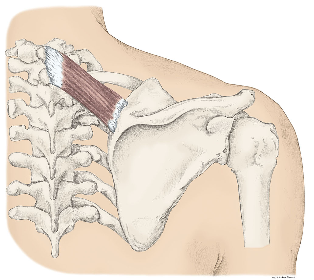 <p>Rhomboid Minor </p>