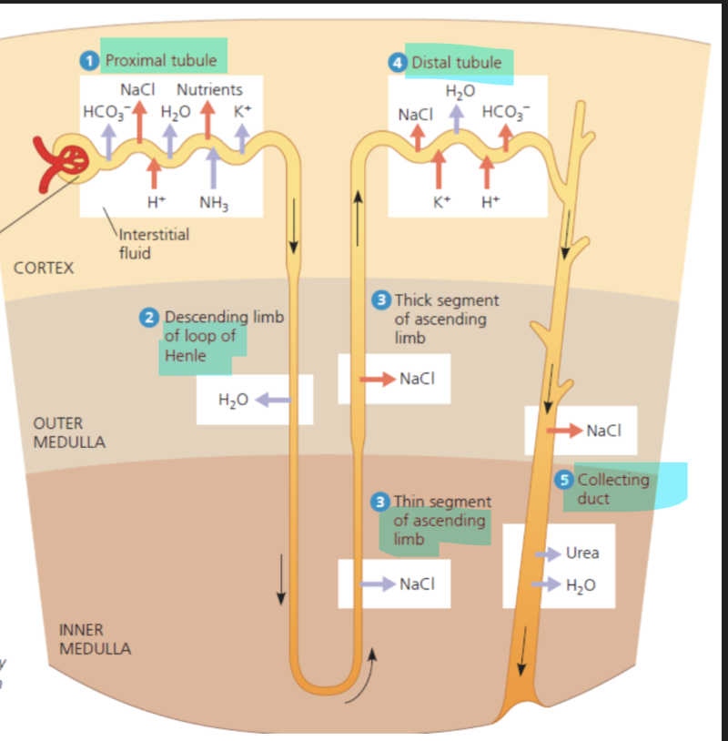 <ul><li><p>Proximal tubule - loop of henle - ascending limb - distal tubule - collecting duct </p></li></ul>