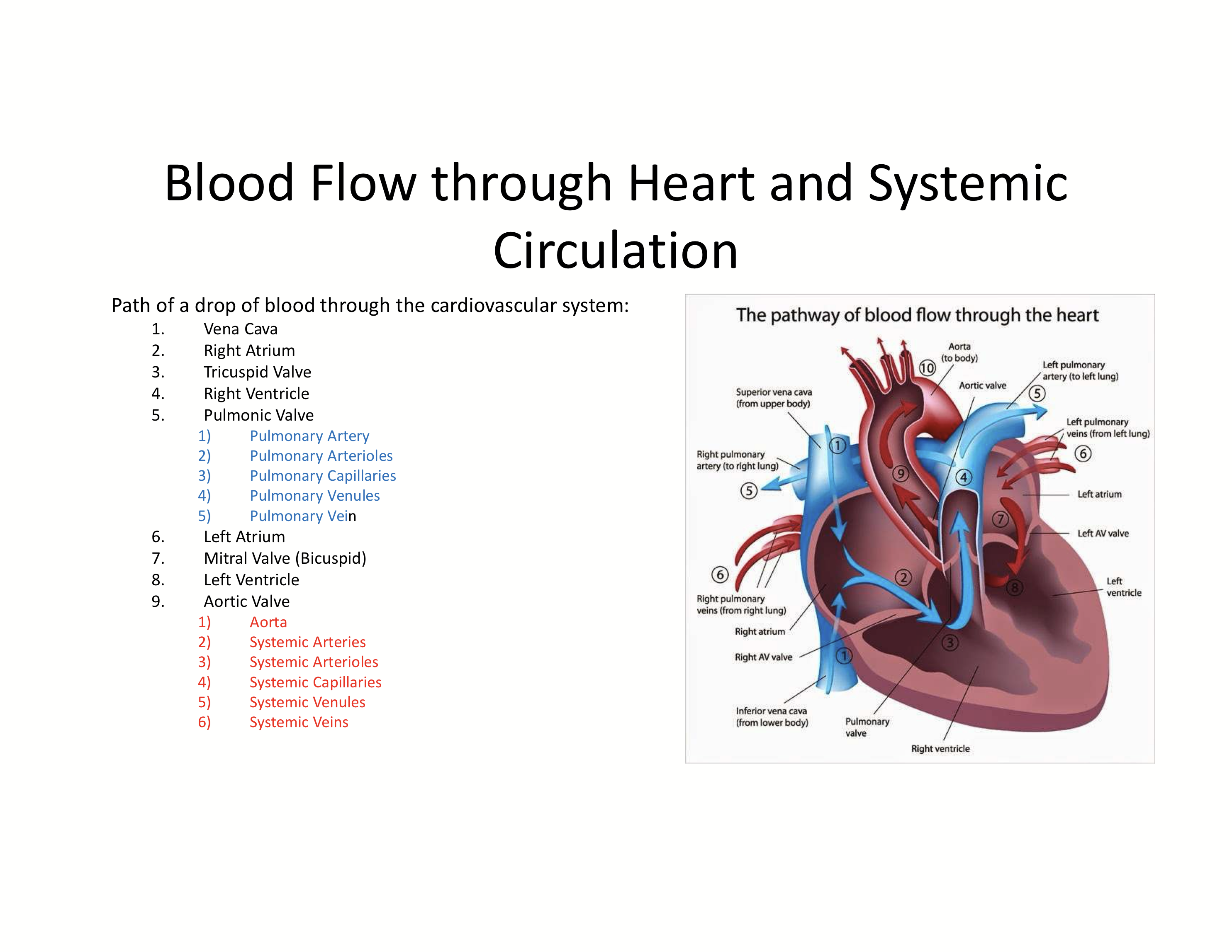 <p>Vena Cava → Right atrium → Tricuspid valve → right ventricle→ <span style="color: #0002ff">pulmonic valve →  pulmonary artery →  pulmonary arterioles → pulmonary capillaries →  pulmonary venules →  pulmonary vein</span> → Left atrium →  mitral valve (bicuspid) → left ventricle → aortic valve → <span style="color: red">aorta → systemic arteries → systemic arterioles → systemic capillaries → systemic venules → systemic veins </span></p><p></p>