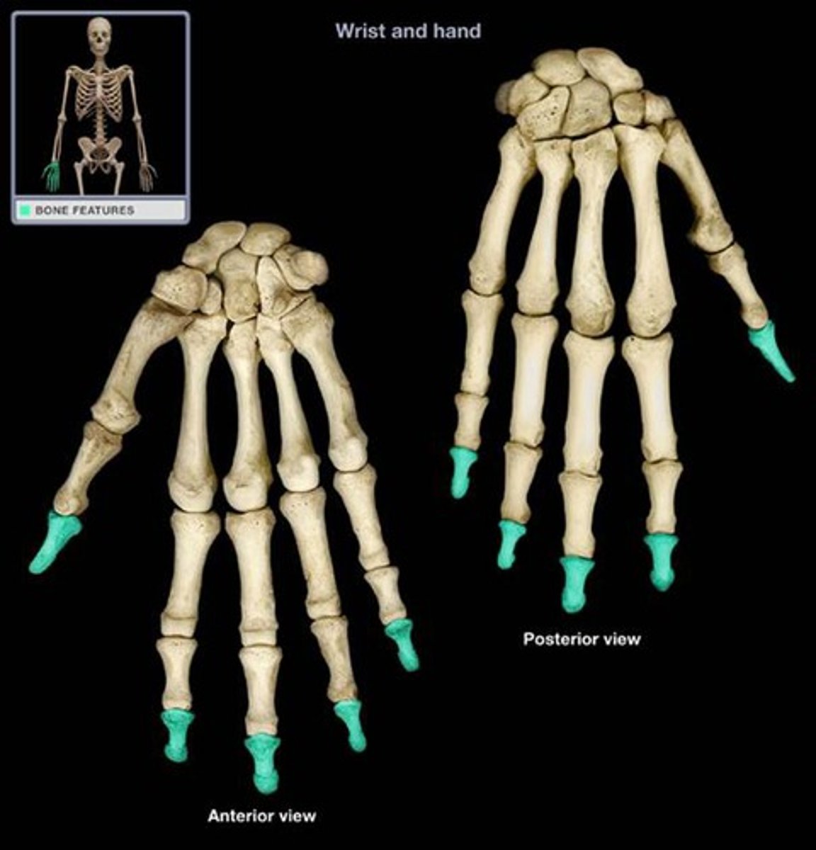 <p>finger bones just distal to the middle phalanges; base = proximal end; head = distal end</p>