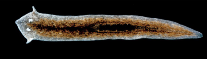 <p>Platyhelminthes</p>