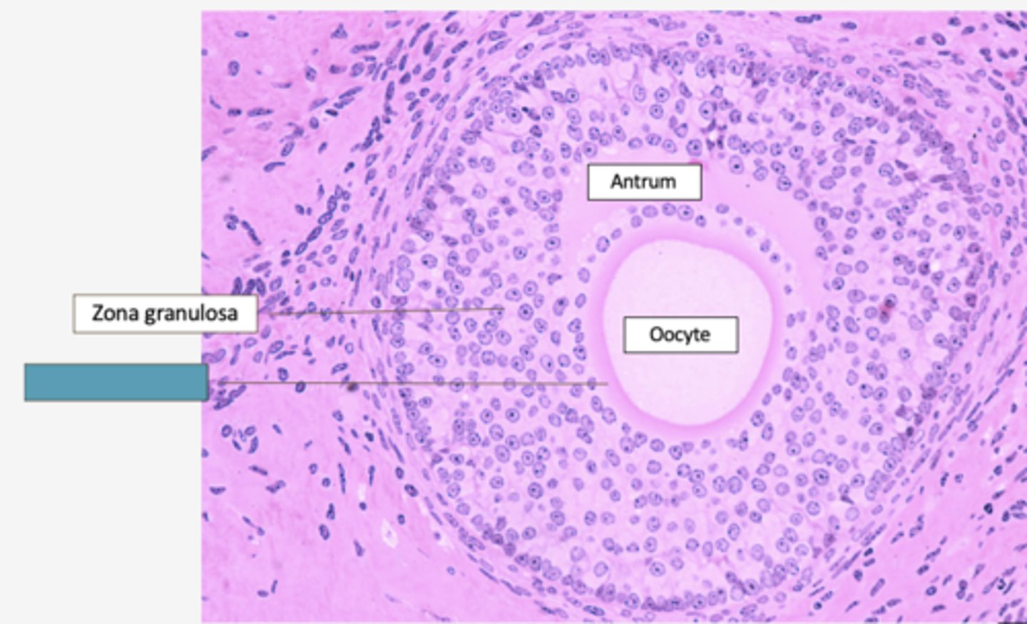 <p>Identify the layer</p>