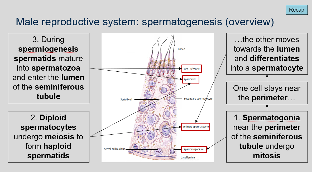<p>Spermatogenesis is the process of sperm cell development that occurs in the male reproductive system. The main stages involved in spermatogenesis are:</p><ol><li><p>Spermatogonia mitosis: Spermatogonia, located near the perimeter of the seminiferous tubule, undergo mitosis. One cell stays near the perimeter, while the other moves towards the lumen and differentiates into a spermatocyte.</p></li><li><p>Meiosis: Diploid spermatocytes undergo meiosis to form haploid spermatids.</p></li><li><p>Spermiogenesis: During this stage, spermatids mature into spermatozoa and enter the lumen of the seminiferous tubule.</p></li></ol>