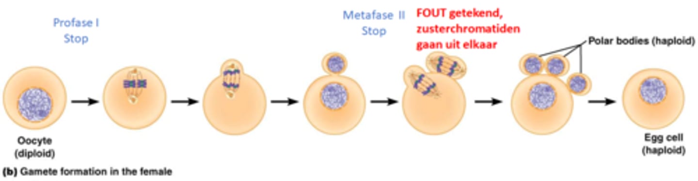 <p>Meiose I (stopt tijdens profase I) -> Meiose II (stop tijdens metafase II) -> differentiatie</p><p>Na oögenese: 4 haploïde cellen: 1 eicel + 3 poollichaampjes</p><p>die fout in die foto is trouwens echt insane??? wij betalen geld voor da boek??</p>