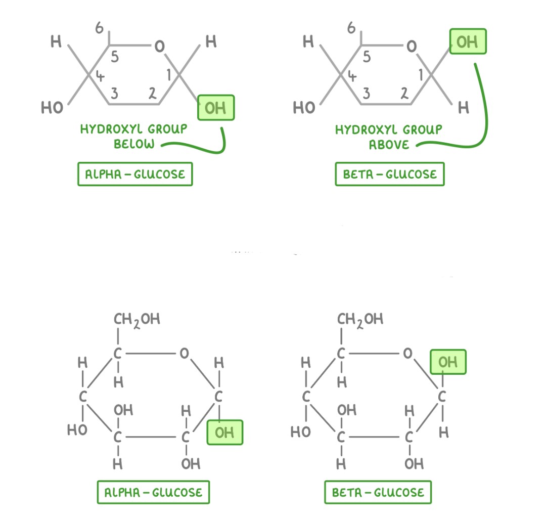 <p>- <strong>α-glucose</strong> → Forms <strong>starch &amp; glycogen</strong> → Compact &amp; efficient for <strong>energy storage</strong> → <strong>Easily digestible</strong> in animals.  </p><p>- <strong>β-glucose</strong> → Forms <strong>cellulose</strong> → Strong, <strong>rigid fibers</strong> for <strong>plant cell walls</strong> → <strong>Not digestible</strong> by humans but broken down by specialized microbes in herbivores. </p>