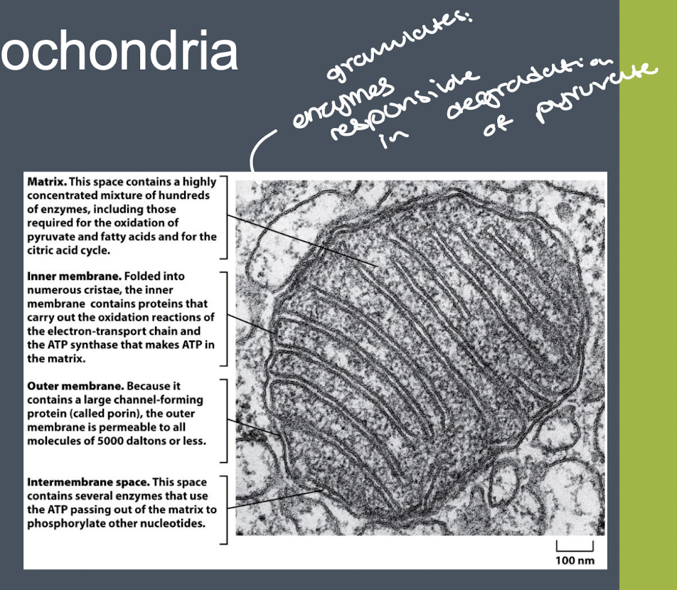 <ul><li><p>mitochondria plays a key role in aerobic respiration </p></li><li><p>important for the degradation of glucose and fats </p></li><li><p>matrix contains the enzymes for the tricarboxylic acid cycle </p></li><li><p>membranes are needed for electron transport system </p></li><li><p>mitochondria also have a role in gluconeogenesis </p></li></ul><p></p>