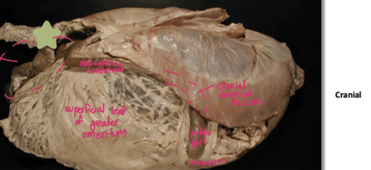 <p>what is indicated by the starred area</p>
