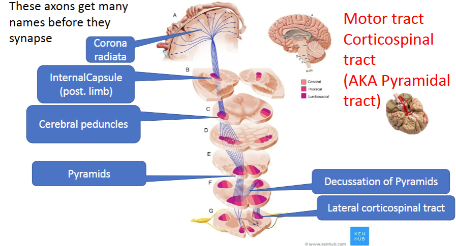 <p>cerebral peduncles →</p><p>pons → </p><p>pyramids (in medulla)<br></p>