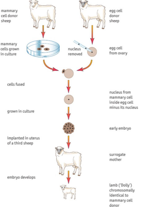 <p>The cell donor sheep’s cells were grown in culture. The nucleus was removed from the egg cell of another sheep and the cells were fused- the nucleus from cell donor was inside the egg cell. These cells were grown in culture and implanted in a surrogate sheep. The baby sheep was born and was chromosomally identical to the mammary cell donor.</p>