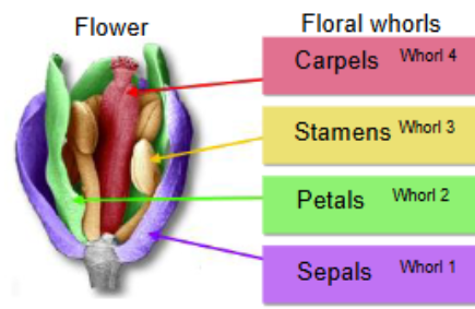 <p>Whorls (4 types of organs on flowers)</p>