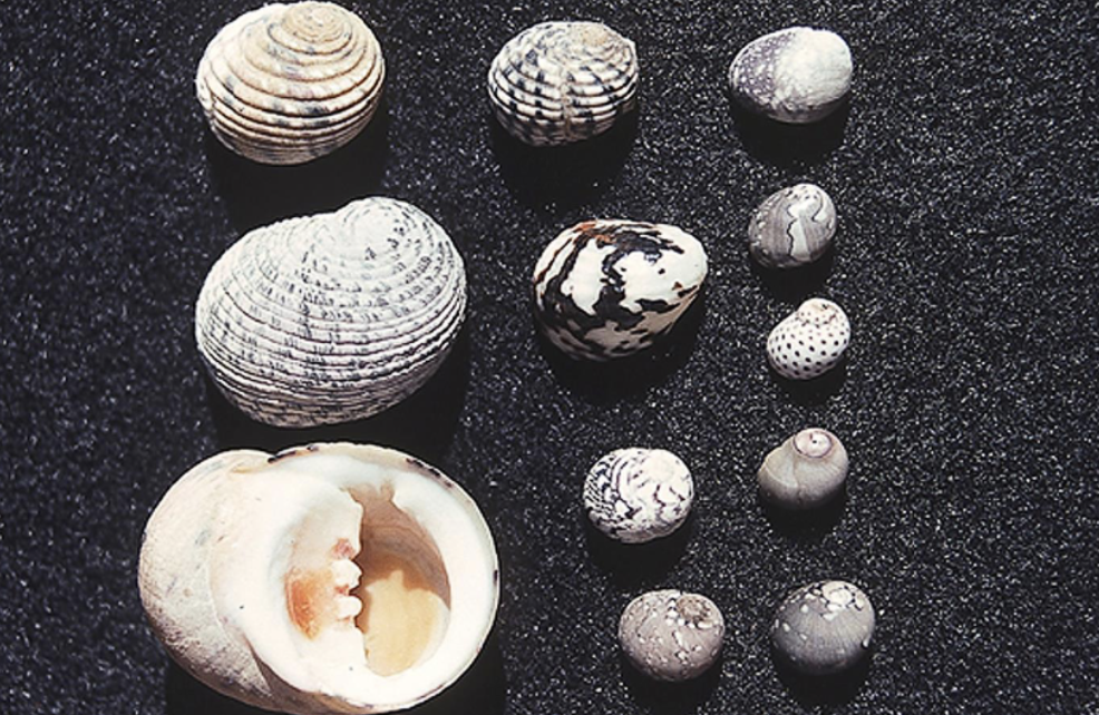 <p>What phylum, class, and subclass is this organism? What habitat and feeding corresponds to them?</p>