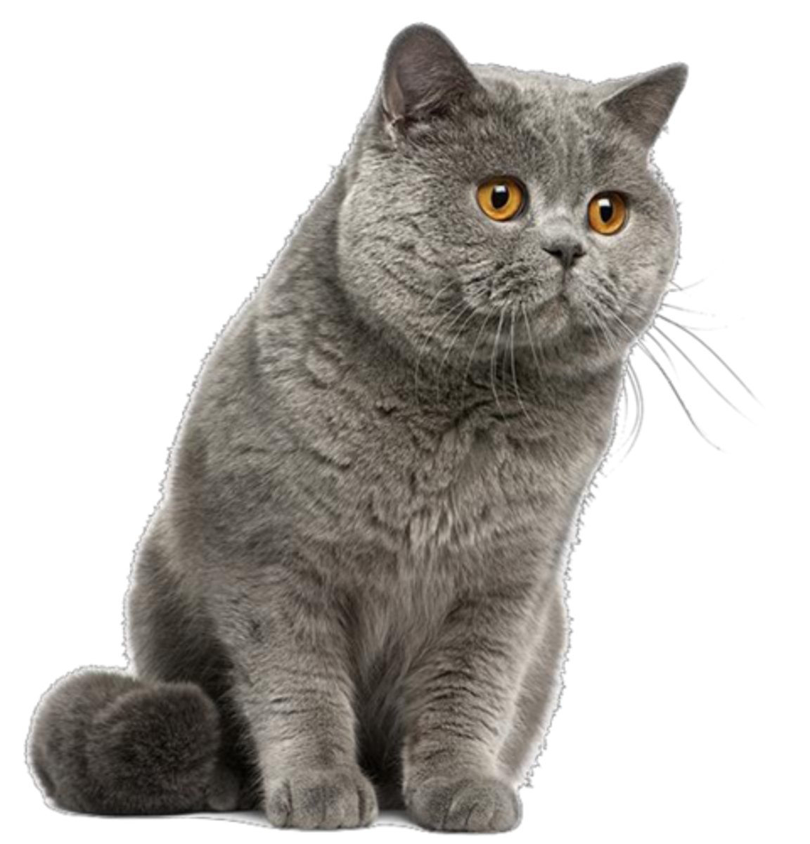 <p>Welk ras is dit?</p>