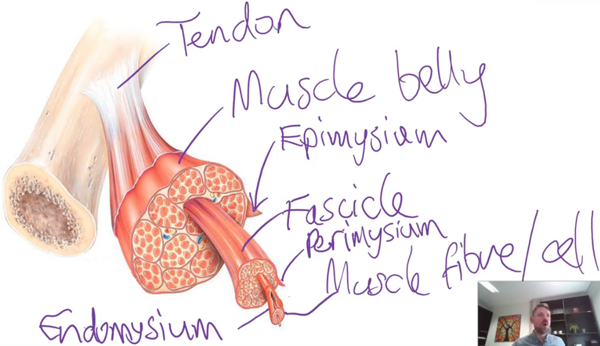 <ul><li><p>The two main parts of a skeletal muscle are the <strong>muscle belly</strong> and the <strong>tendons</strong>. The <strong>muscle belly</strong> contains the <strong>muscle fibres</strong>, which are the <strong>cells capable of activating</strong></p></li><li><p>The <strong>tendons</strong> are <strong>connective tissue structures</strong> that <strong>attach the muscle belly to a bone</strong>. Tendons achieve this by <strong>blending with the periosteum of a bone</strong></p></li><li><p>The muscle belly and its fibres are arranged into structures called <strong>fascicles</strong>. This arrangement is achieved through 3 layers of connective tissue sheaths called the:</p><ul><li><p><strong>Epimysium</strong> - surrounds the <strong>whole</strong> <strong>muscle</strong></p></li><li><p><strong>Perimysium</strong> - surrounds a <strong>fascicle</strong></p></li><li><p><strong>Endomysium</strong> - surrounds each <strong>muscle fibre</strong></p></li></ul></li><li><p>These connective tissue sheaths <strong>converge</strong> to form the <strong>tendon at either end of the muscle belly</strong></p></li></ul><p></p>