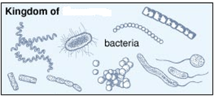 <p>kingdom that includes all prokaryotic organisms (e.g., bacteria and blue-green algae)</p>
