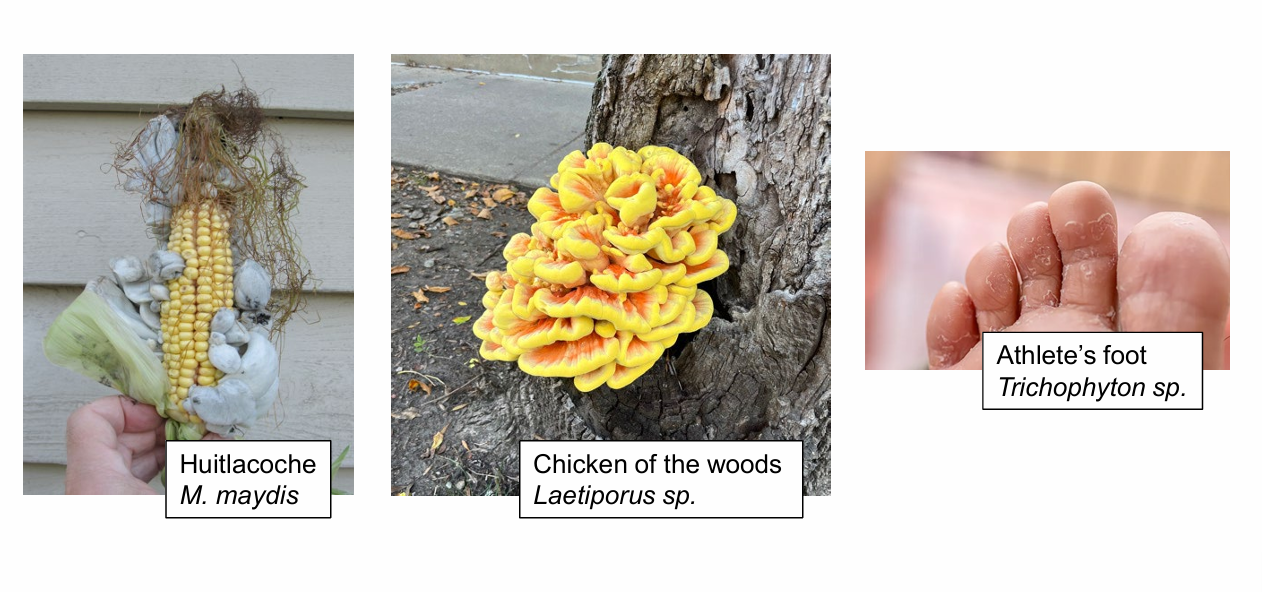 <p>absorb their nutrients from living sources while providing nothing in return</p>