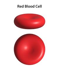 <p><span>Biconcave Disc</span></p>