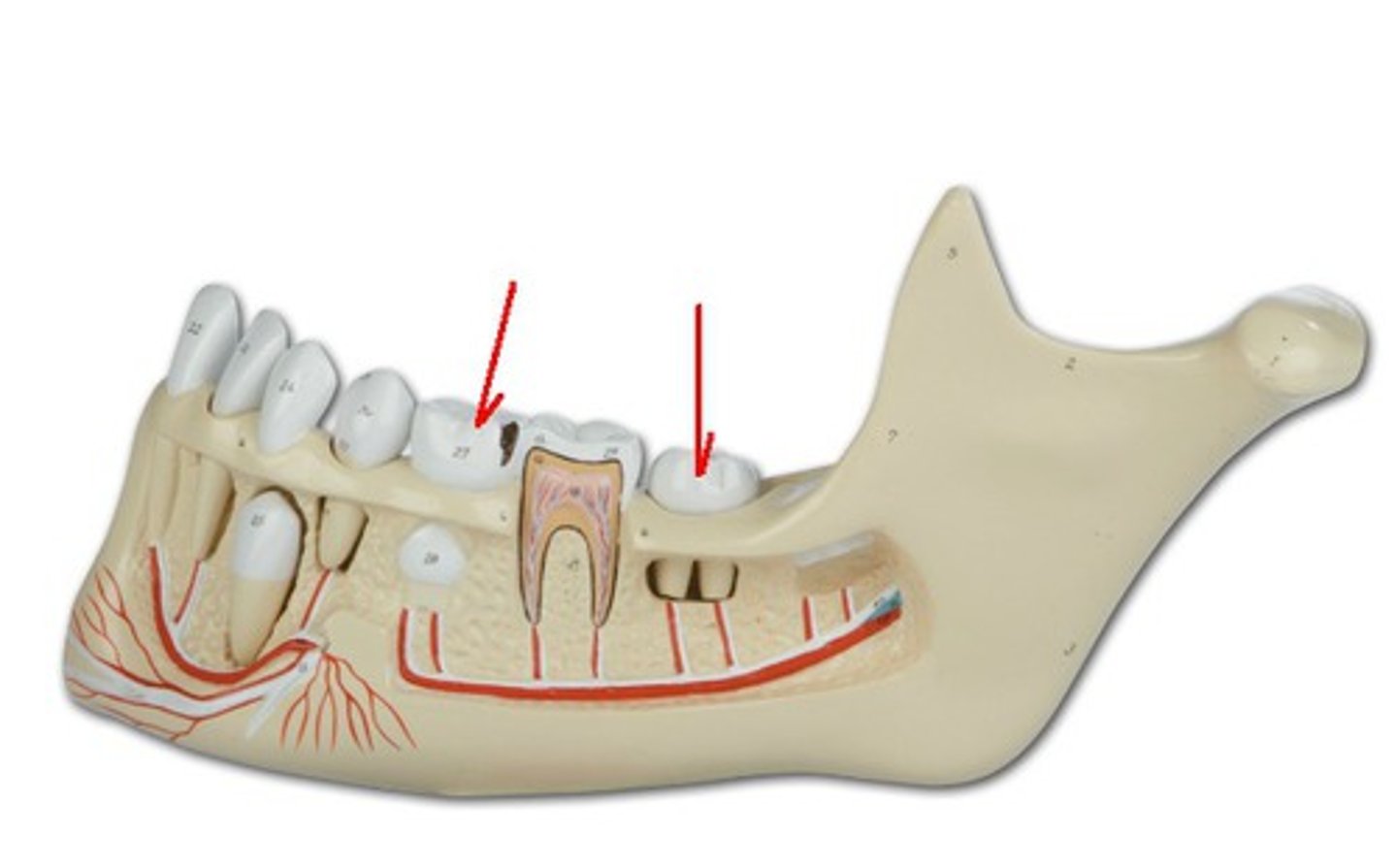 <p>Identify the structure, organ, or bone.</p>