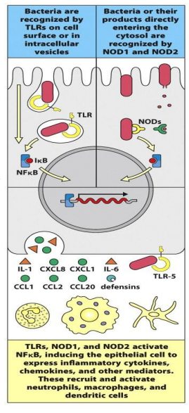 <ul><li><p>TLRs +NODs activate the NFkB pathway= generate pro=inflammatory response by epithelial cells </p><ul><li><p>production of: </p><ul><li><p>CXCL8, CXCL1 (GROalpha), CCL1, CCL2</p><ul><li><p>attract neutrophils and macrophages </p></li></ul></li><li><p>CCL20 + beta defense’s</p><ul><li><p>attract immature dendritic cells </p></li></ul></li></ul></li></ul></li><li><p>cytokines IL 1 +IL 6</p><ul><li><p>activate macrophages </p></li></ul></li><li><p>epithelial cells express MIC-1 + MIC B </p></li></ul><p></p>