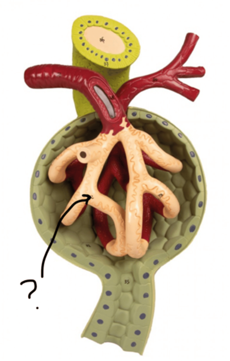 <p>Name these vessels</p>