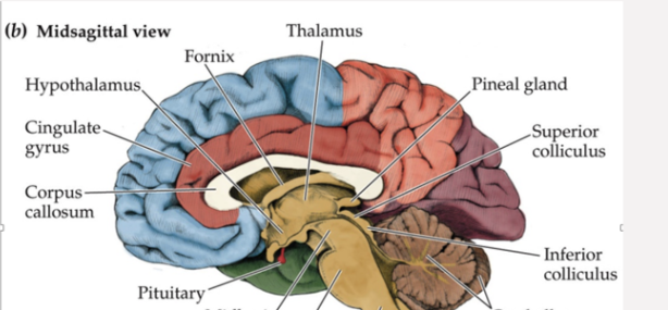 <p>Point out the cerebellum in this image; what does it do?</p>