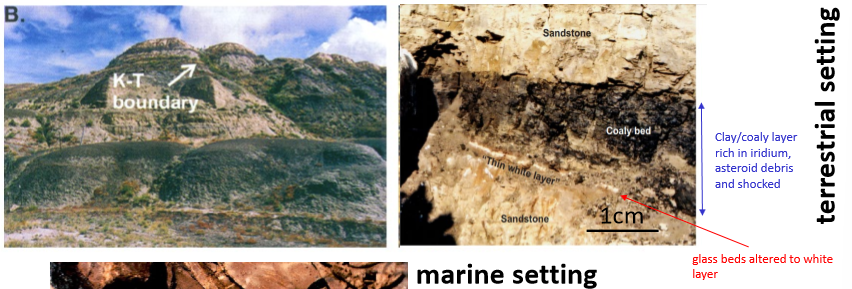 <p>Thin (in cms or less), fine-grained layer (clay &amp; coal)</p><p>global distribution</p><p>usually distinct from lithologies above and below </p><p>hosts other evidence (Ir anomaly, tektites, Impact glass etc)</p>