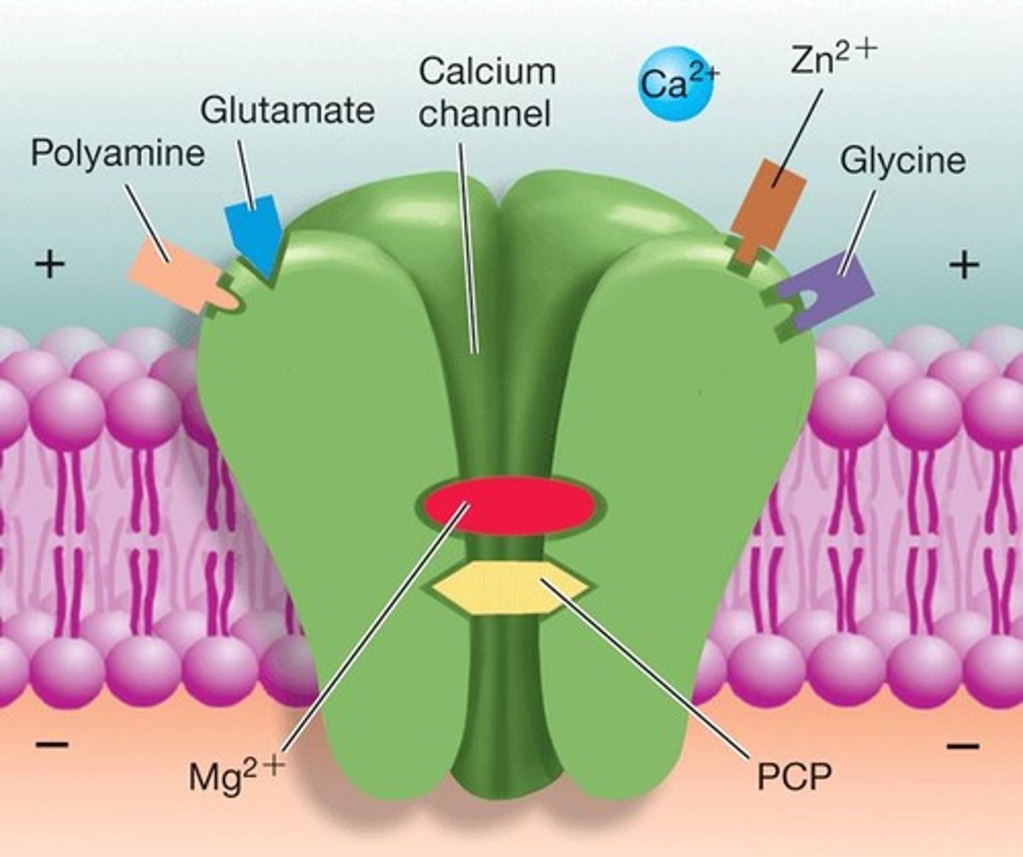 <p>A complex receptor that is both chemical and voltage gated, involving Ca++ and Na+ channels.</p>